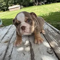 Male, Choco Tri, a male English Bulldog for sale in Houston, TX – 3 of 6