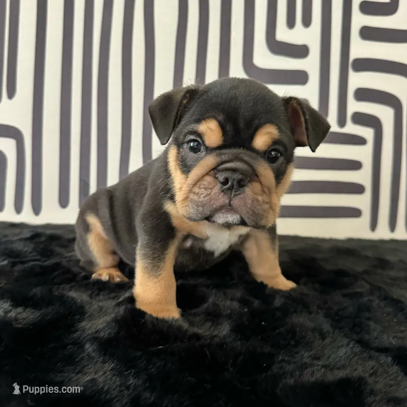 Male, Black Tri – English Bulldog puppy for sale in Houston, TX