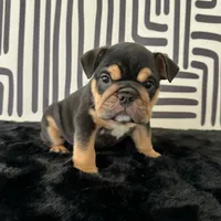 Male, Black Tri, a male English Bulldog for sale in Houston, TX – 1 of 6
