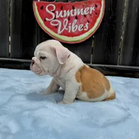 Male, Fawn and White, a male English Bulldog for sale in Houston, TX – 5 of 10