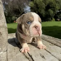 Male, Lilac Tri, a male English Bulldog for sale in Houston, TX – 3 of 6