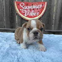 Male, Lilac and White, a male English Bulldog for sale in Houston, TX – 7 of 7