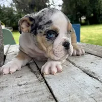 Male, Black Tri Merle, a male English Bulldog for sale in Houston, TX – 4 of 6