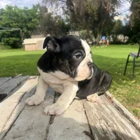 Male, Black and White, a male English Bulldog for sale in Houston, TX – 2 of 7