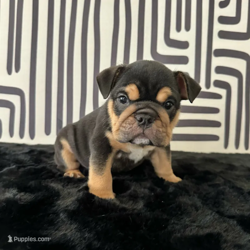 Male, Black Tri – English Bulldog puppy for sale in Houston, TX