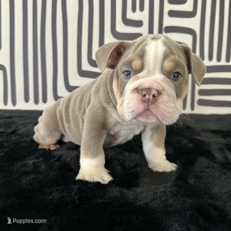 Male, Lilac Tri – English Bulldog puppy for sale in Houston, TX