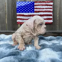 Male, Velvet, a male English Bulldog for sale in Houston, TX – 2 of 9