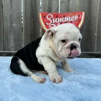 Female, Black and White, a female English Bulldog for sale in Houston, TX – 6 of 8