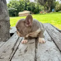 Male, Lilac and White, a male French Bulldog for sale in Houston, TX – 5 of 6