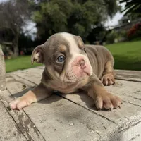 Female, Lilac Tri , a female English Bulldog for sale in Houston, TX – 4 of 6