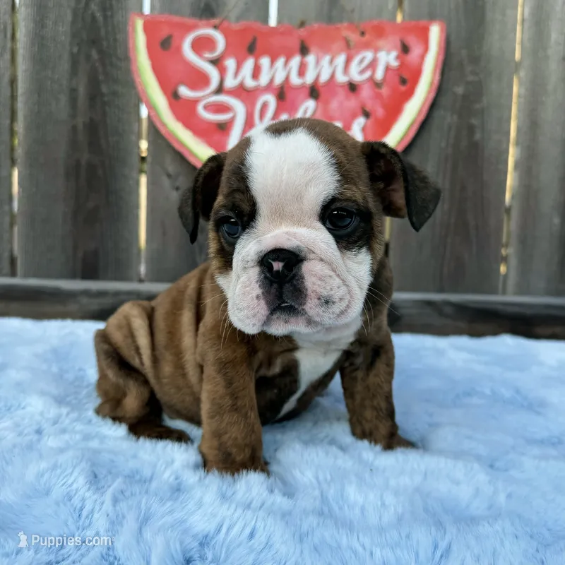 Male, Brindle – English Bulldog puppy for sale in Houston, TX