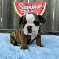 Male, Brindle, a male English Bulldog for sale in Houston, TX – 1 of 8