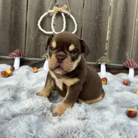 Female, Choco and Tan, a female English Bulldog for sale in Houston, TX – 6 of 6