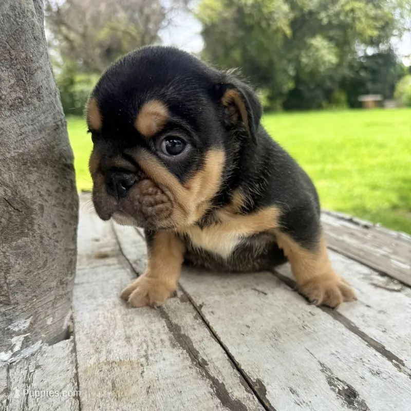 Male, Black Tri – English Bulldog puppy for sale in Houston, TX