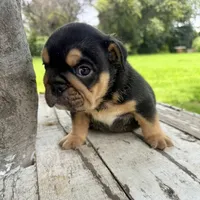 Male, Black Tri, a female English Bulldog for sale in Houston, TX – 1 of 4