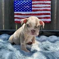 Male, Lilac Tri Merle, a male English Bulldog for sale in Houston, TX – 2 of 6