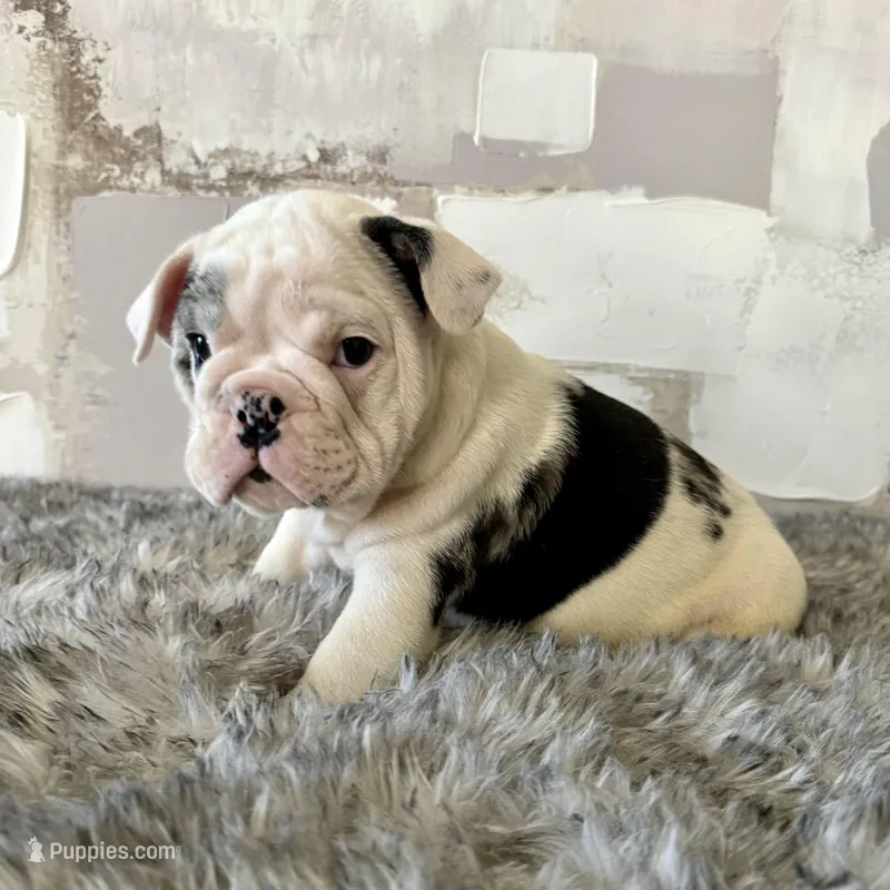 Male, Black Merle – English Bulldog puppy for sale in Houston, TX
