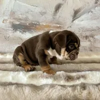 Male, Choco Tri, a male English Bulldog for sale in Houston, TX – Photo 8 of 8