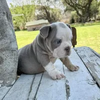 Male, Lilac Tri, a male English Bulldog for sale in Houston, TX – Photo 4 of 4