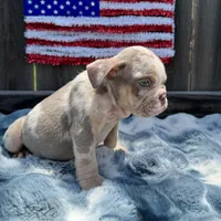 Male, Lilac Tri Merle, a male English Bulldog for sale in Houston, TX – 3 of 6