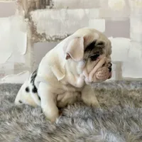 Male, Black Merle, a male English Bulldog for sale in Houston, TX – Photo 3 of 6