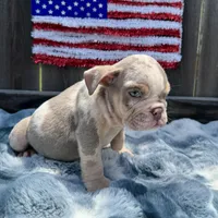 Male, Lilac Tri Merle, a male English Bulldog for sale in Houston, TX – 6 of 6