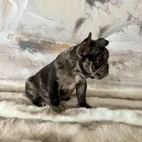 Male, black tri merle , a male French Bulldog for sale in Houston, TX – Photo 5 of 6