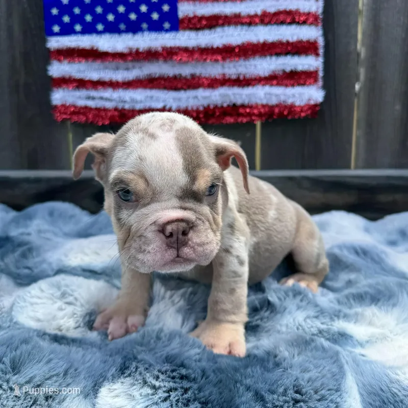 Male, Lilac Tri Merle – English Bulldog puppy for sale in Houston, TX