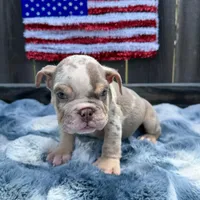 Male, Lilac Tri Merle, a male English Bulldog for sale in Houston, TX – 1 of 6