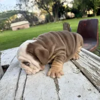 Female, Choco Tri, a female English Bulldog for sale in Houston, TX – Photo 8 of 8