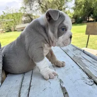 Male, Lilac Tri, a male English Bulldog for sale in Houston, TX – Photo 2 of 4