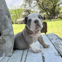 Male, Lilac Tri, a male English Bulldog for sale in Houston, TX – Photo 3 of 4