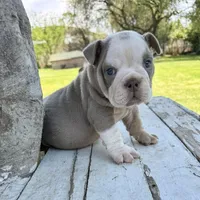 Male, Lilac Tri, a male English Bulldog for sale in Houston, TX – Photo 1 of 4