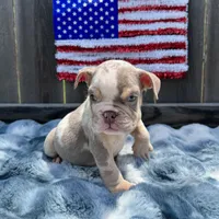 Male, Lilac Tri Merle, a male English Bulldog for sale in Houston, TX – 5 of 6