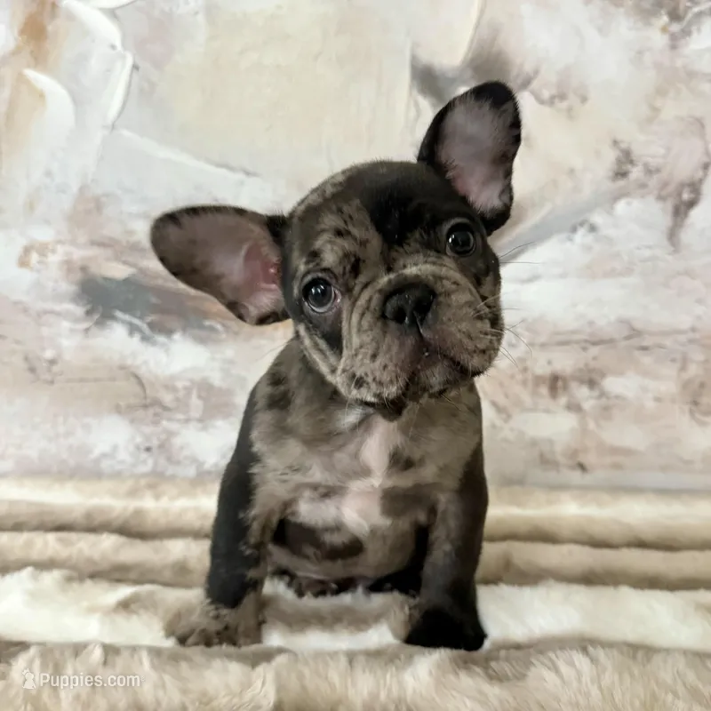 Male, black tri merle  – French Bulldog puppy for sale in Houston, TX