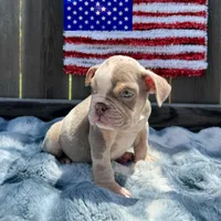 Male, Lilac Tri Merle, a male English Bulldog for sale in Houston, TX – 4 of 6