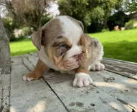 Female, Lilac Tri Merle, a female English Bulldog for sale in Houston, TX – 3 of 7