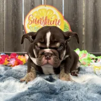 Male, Choco Tri, a male English Bulldog for sale in Houston, TX – 8 of 8