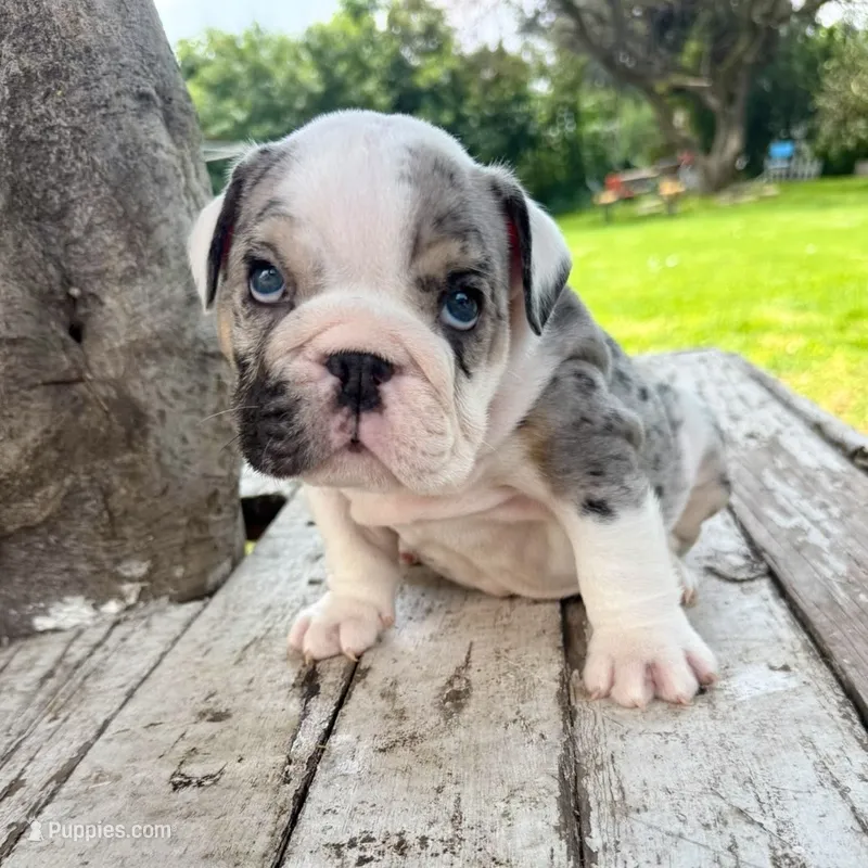 Female, Black  Merle – English Bulldog puppy for sale in Houston, TX
