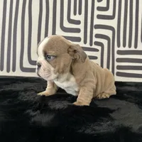 Male, Lilac Tri, a male English Bulldog for sale in Houston, TX – 7 of 8