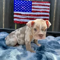 Female, Lilac Tri Merle, a female English Bulldog for sale in Houston, TX – 1 of 5
