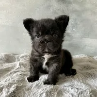 Male, Black Fluffy Big Rope, a male French Bulldog for sale in Houston, TX – Photo 5 of 9