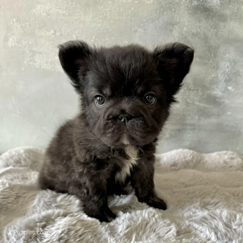 Male, Black Fluffy Big Rope – French Bulldog puppy for sale in Houston, TX