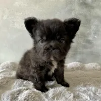 Male, Black Fluffy Big Rope, a male French Bulldog for sale in Houston, TX – Photo 1 of 9