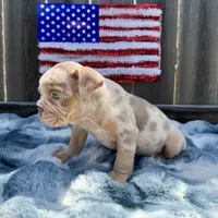 Female, Lilac Tri Merle, a female English Bulldog for sale in Houston, TX – 3 of 5