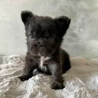 Male, Black Fluffy Big Rope, a male French Bulldog for sale in Houston, TX – Photo 8 of 9