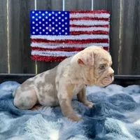 Female, Lilac Tri Merle, a female English Bulldog for sale in Houston, TX – 5 of 5