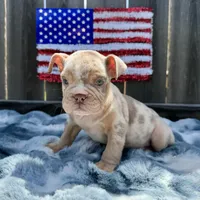 Female, Lilac Tri Merle, a female English Bulldog for sale in Houston, TX – 4 of 5