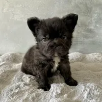 Male, Black Fluffy Big Rope, a male French Bulldog for sale in Houston, TX – Photo 9 of 9