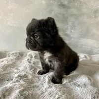 Male, Black Fluffy Big Rope, a male French Bulldog for sale in Houston, TX – Photo 7 of 9